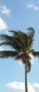 La Palma