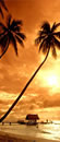 Dominicana