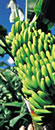 Tenerife