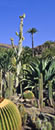 Gran Canaria